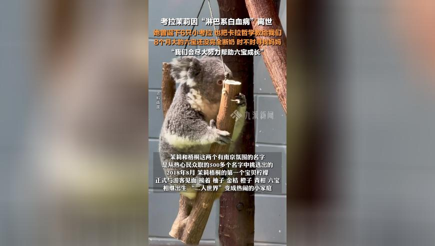 澳门一注辉煌资料,青海牧民在公路上遇野狼拦车,权威独家讨论与热门话题_基础版V6.17