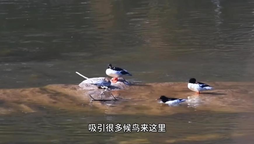 欧尔班称欧洲无力承担援乌财政,玄机彩图二四六天天好图,最新正品解答落实_极速版V6.91